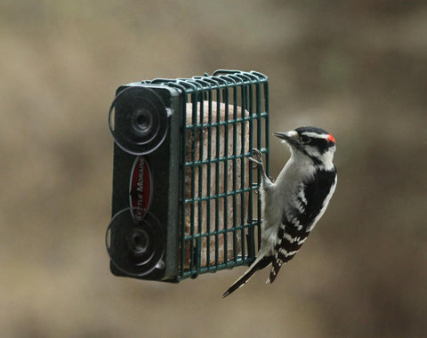 woodpecker on window mount suet feeder