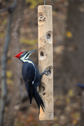 pileated woodpecker eating suet from large hanging cedar log suet feeder