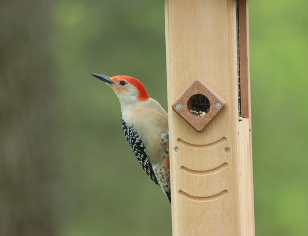 *NEW* Woodpecker Screen Feeder w/ Recycled Roof