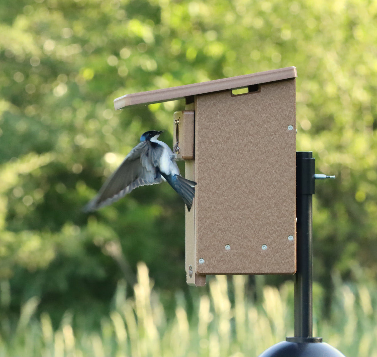 treeswallowonchocnestbox_1200x