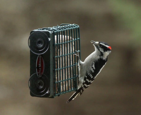 woodpecker on window mount suet cake feeder