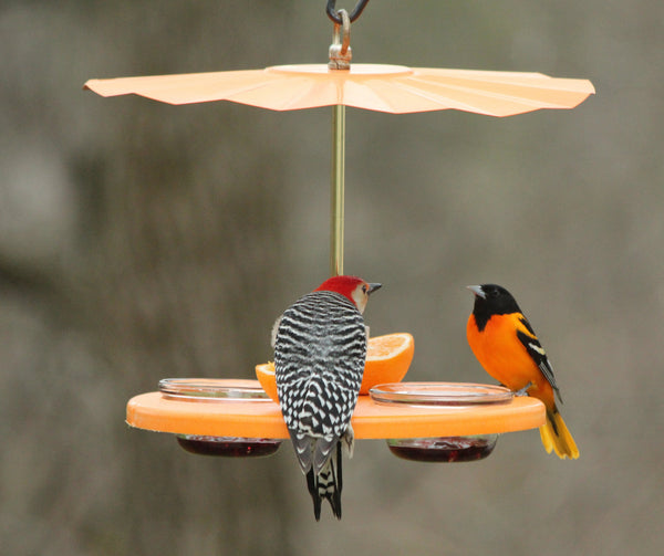 woodpecker and oriole sharing meal at fruit and cup feeder with roof