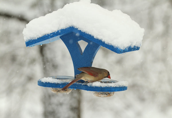 Female cardinal on bird feeder in snow