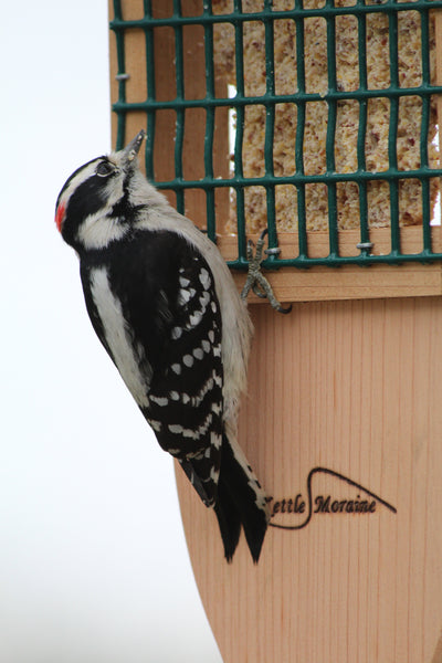 woodpecker using tail prop on suet feeder