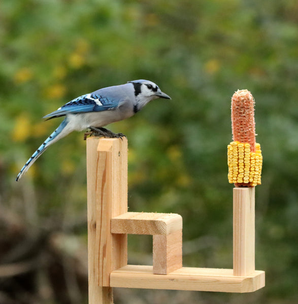 Squirrel Seat
