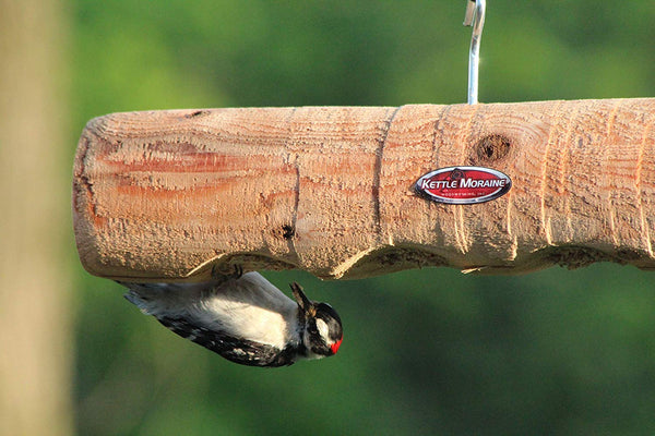 woodpecker on peanut butter log feeder