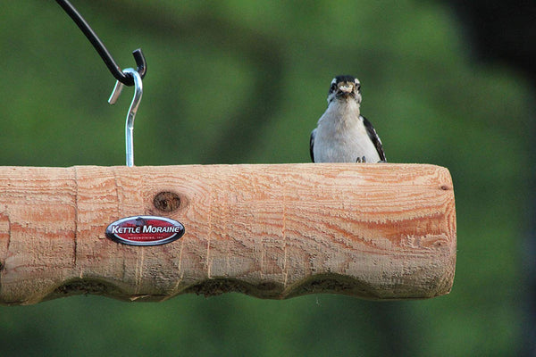 bird on cedar log peanut butter feeder