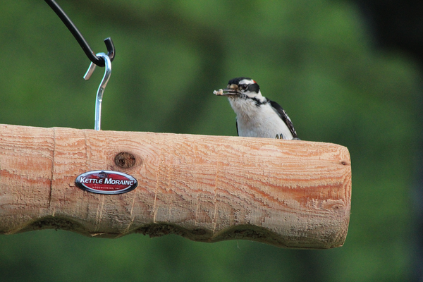 bird perched on cedar log bird feeder