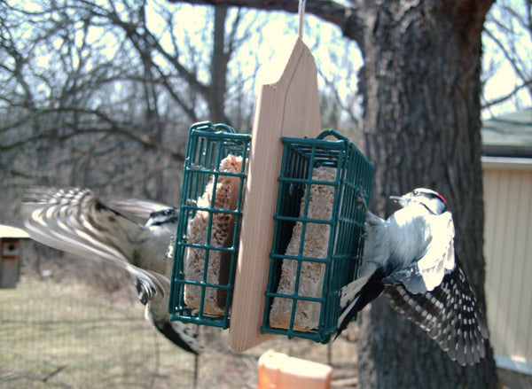 two nuthatches eating suet on bird feeder
