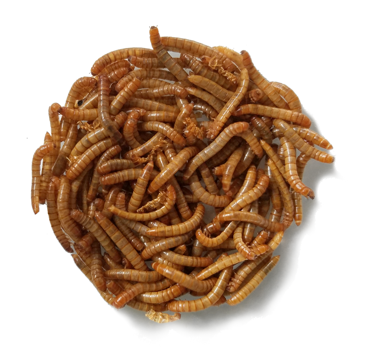 Live Mealworms (Large) – Kettle Moraine Woodworking Inc