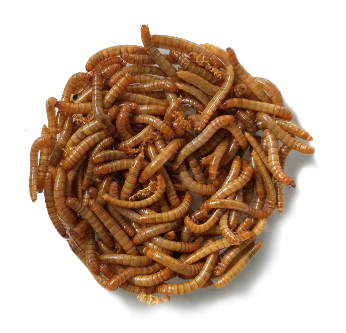 Live Mealworms (GIANT) Kettle Moraine Woodworking Inc