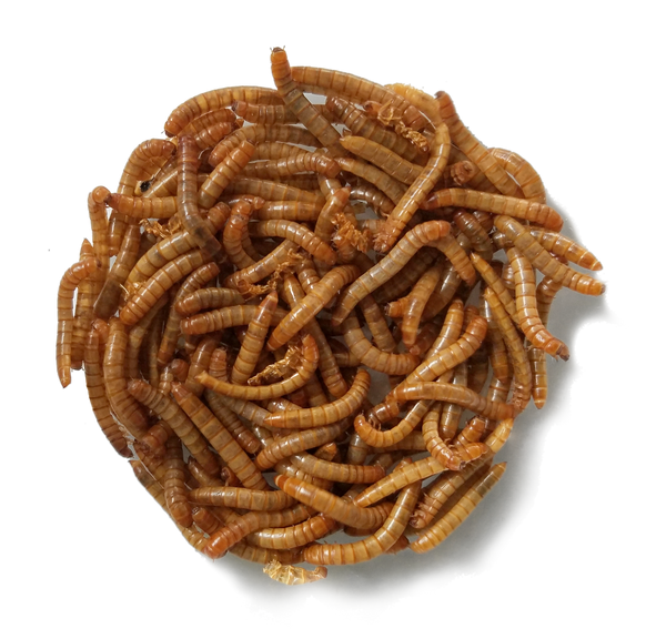 healthy live mealworms for bluebirds or reptiles
