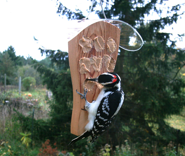 downy woodpecker eating at peanut butter bird feeder