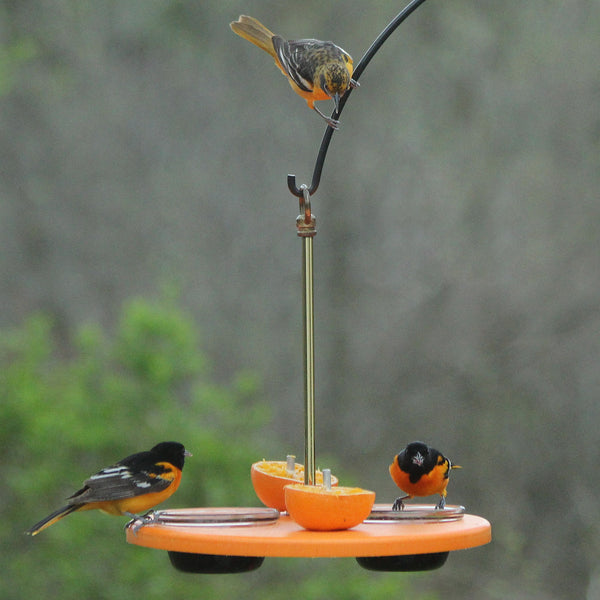 orioles eating oranges and jelly on platform feeder