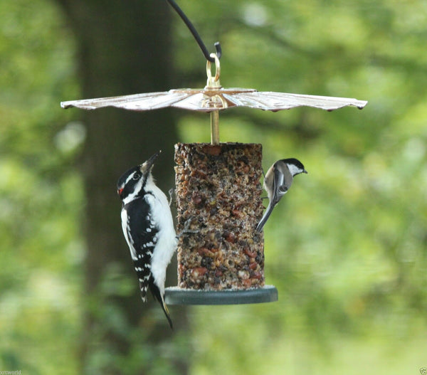woodpecker and chickadee at seed log feeder