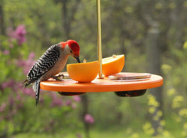 woodpecker eating orange on oriole feeder