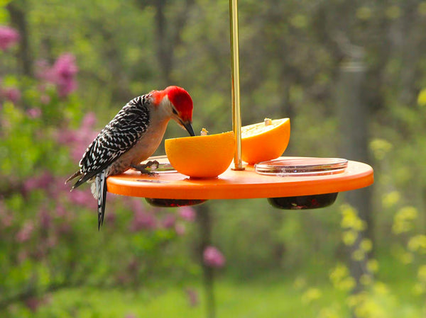 woodpecker eating orange on platform cup feeder