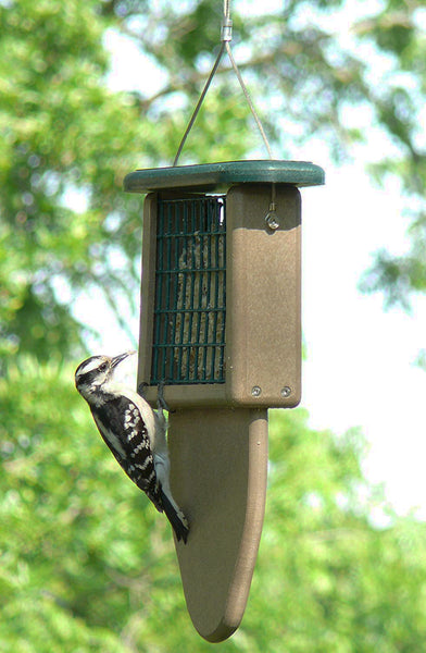 woodpecker examining suet on feeder