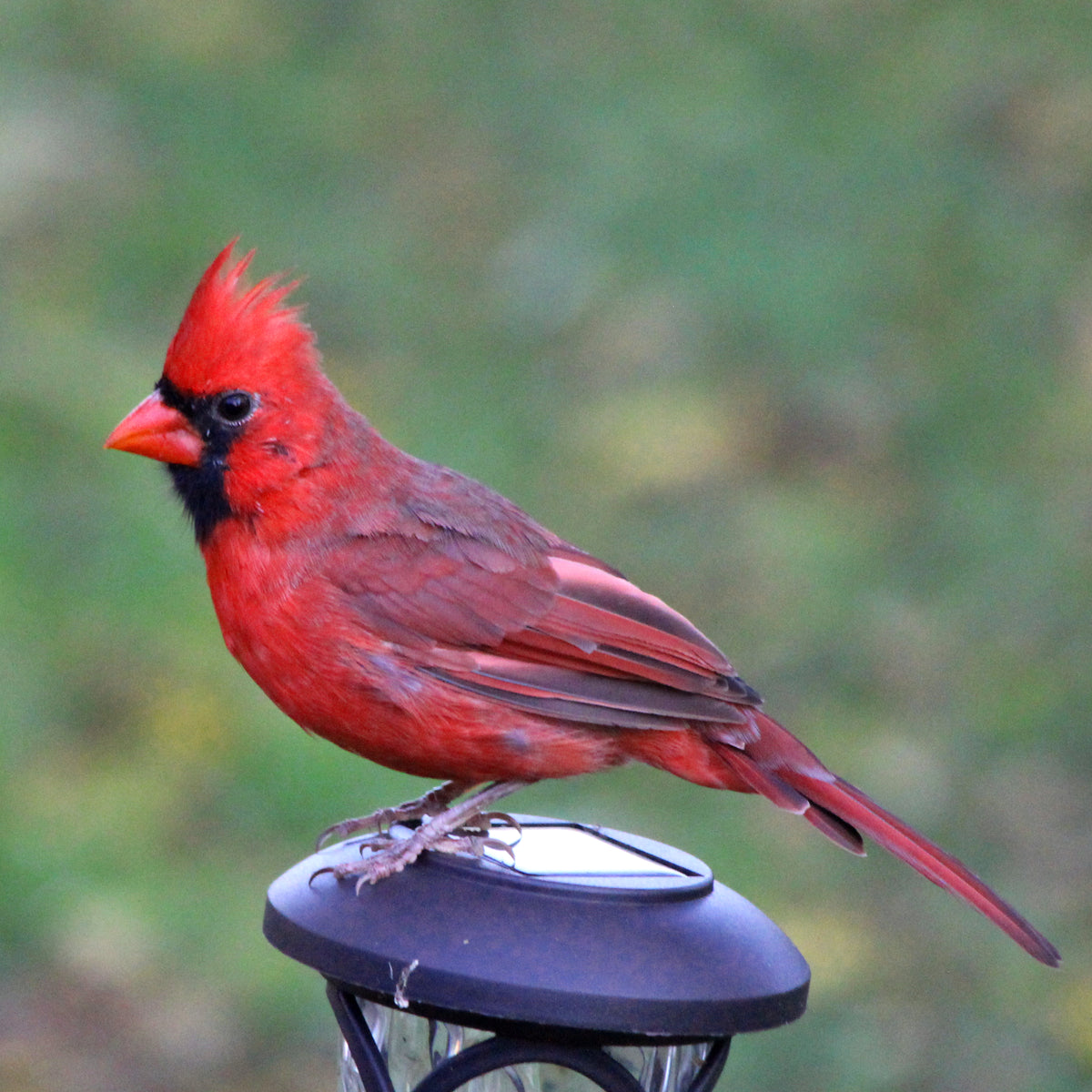Cardinals & Grosbeaks – Kettle Moraine Woodworking Inc