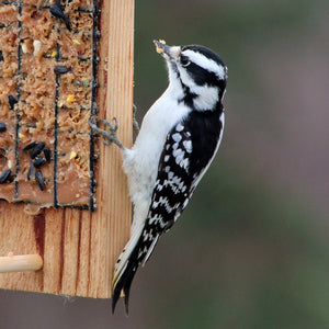 Woodpeckers, Nuthatches & Chickadees