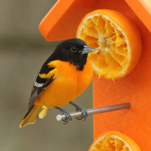 Orioles & Tanagers