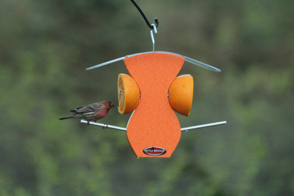 Recycled Curved Oriole Fruit Feeder