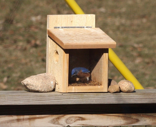 Cedar Post Mount Bluebird Feeder