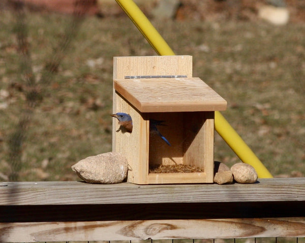 Cedar Post Mount Bluebird Feeder