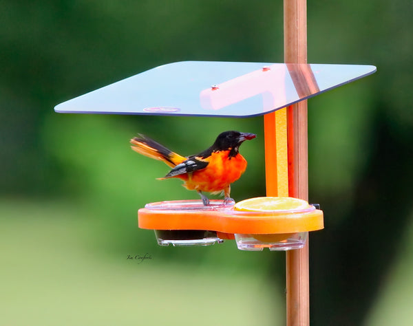 Pole Mount Double Cup Feeder
