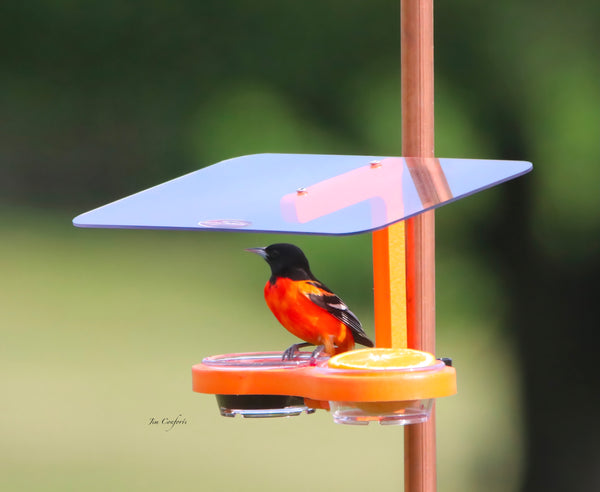 Oriole Pole Mount Double Cup Feeder