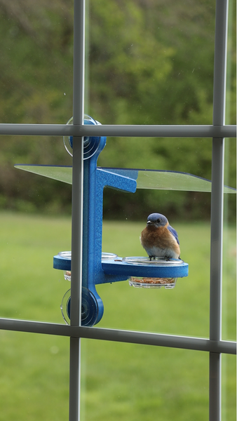 A small bluebird perched on a blue window-mounted bird feeder holding two plastic cups with mealworms, with a blurred green lawn and trees in the background.