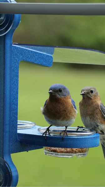Window Mount Double Cup Feeder