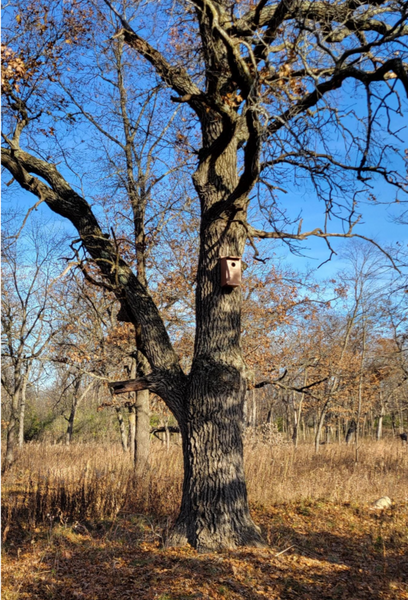 Distance shows how high a screech owl or kestrel nest box should be hung in a tree for optimal functionality. The brown bird house is made of recycled plastic