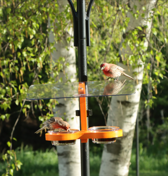 Two birds at a recycled plastic orange feeder mounted to a black pole outside. Has a clear roof and two clear dishes filled with grape jelly.