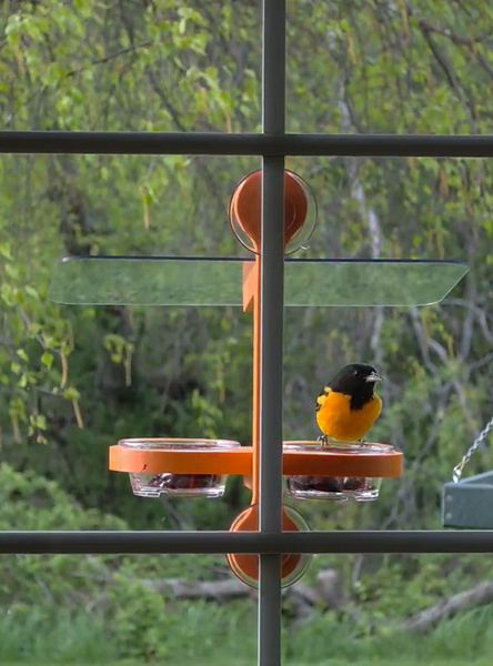 Oriole Window Mount Double Cup Feeder