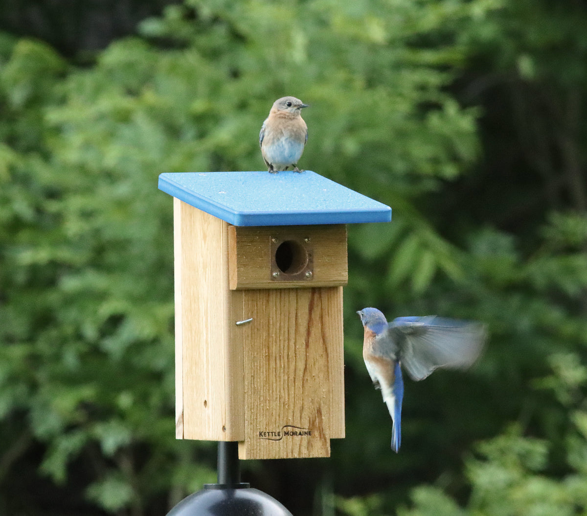 Bluebird Nest Box with Recycled Roof – Kettle Moraine Woodworking Inc