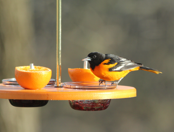 Super Oriole Feeder