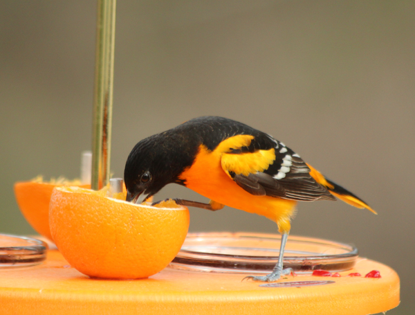 Super Oriole Feeder