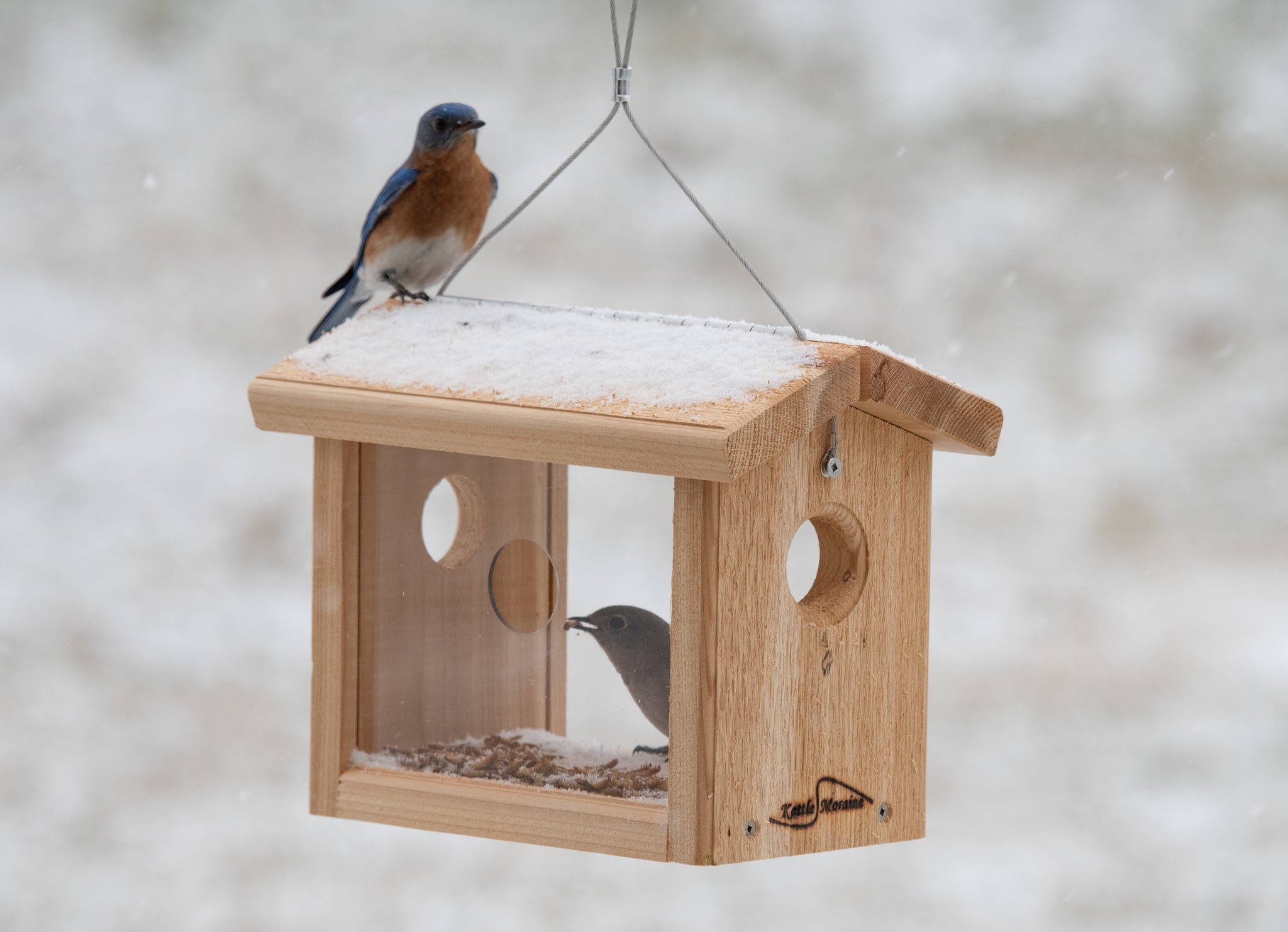 two bluebirds eating from mealworm feeder in the snow
