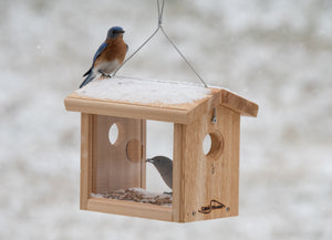 What Kind of Bird Feeder Do Blue Birds Like: Ultimate Guide