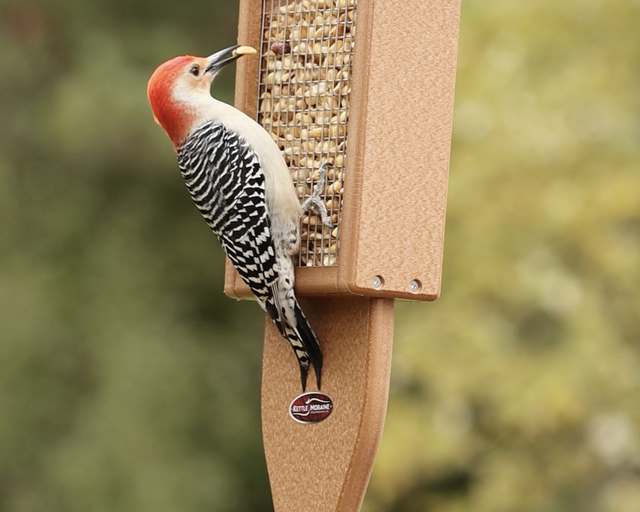Woodpecker perched on a recycled plastic bird feeder with peauts against a blurred natural background