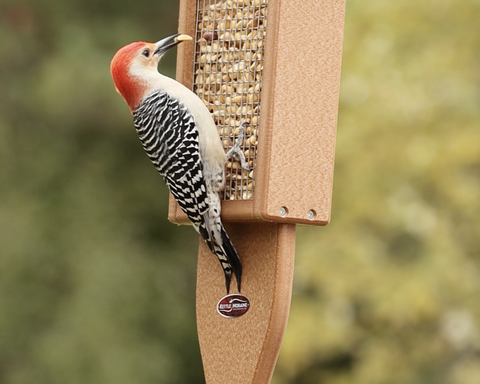 Woodpecker perched on a recycled plastic bird feeder with peauts against a blurred natural background