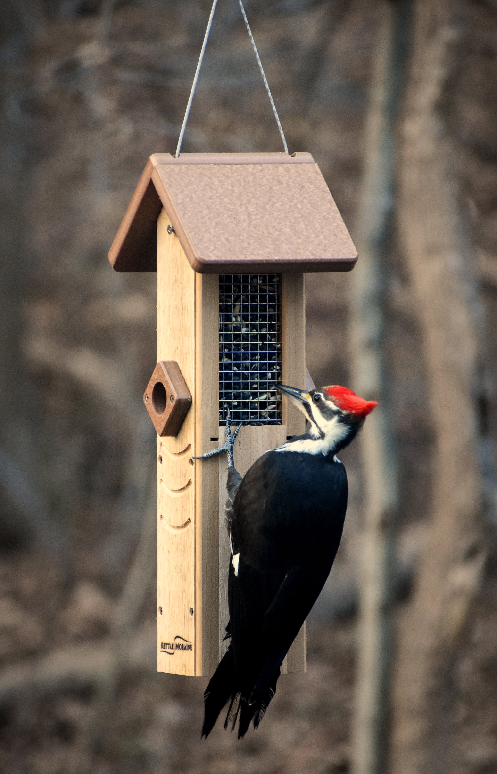 Kettle Moraine Large outlets Wave Finch Feeder