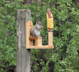 Squirrel Seat