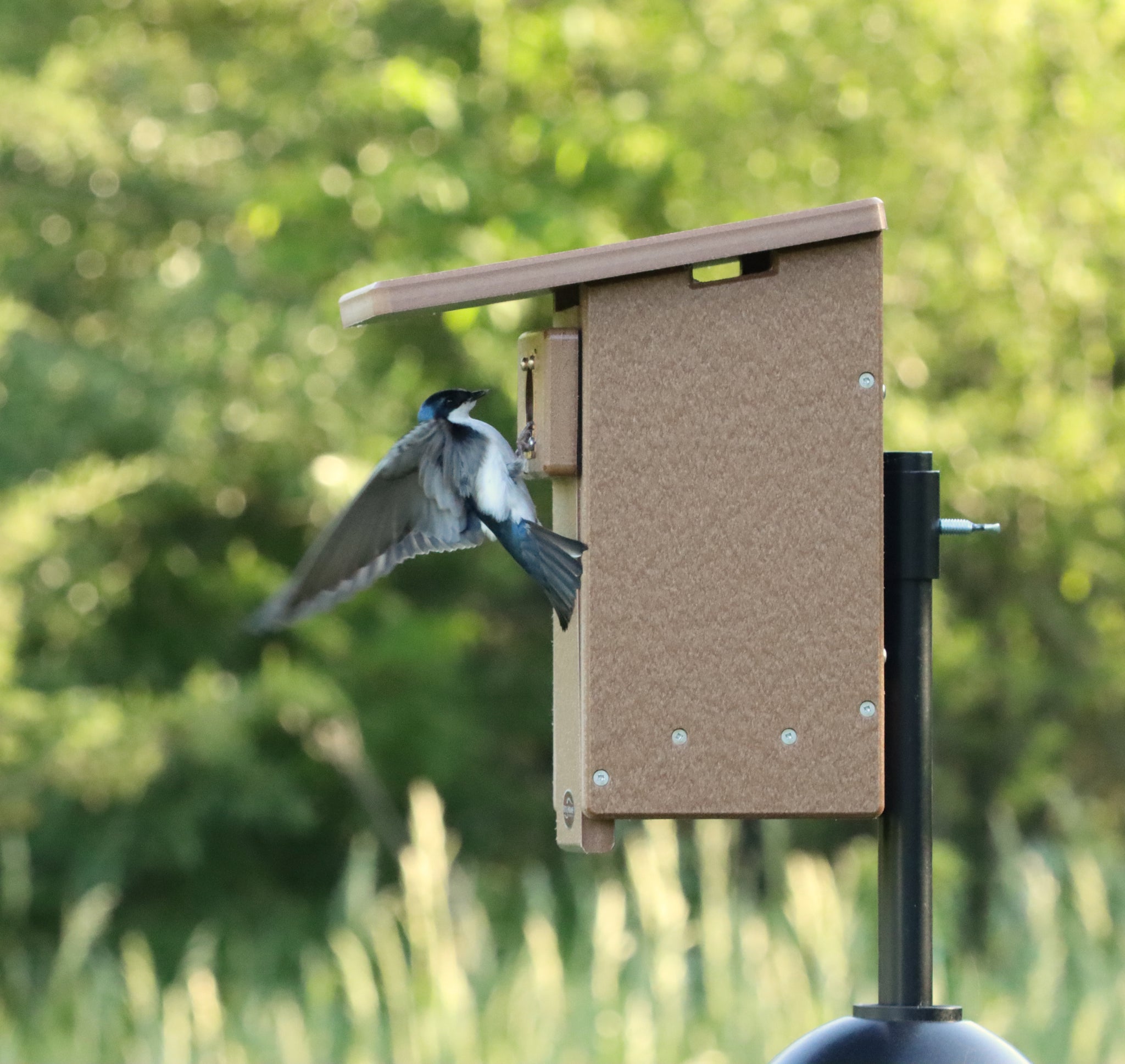 treeswallowonchocnestbox_2048x