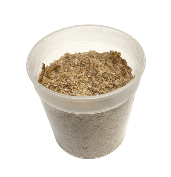 Live Mealworms (Large)