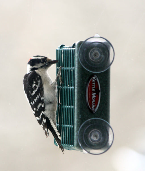 woodpecker eating suet from kettle moraine feeder