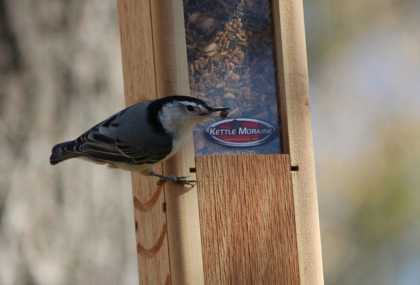 nuthatch eating from woodpecker feeder