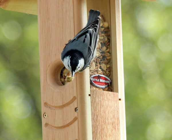 nuthatch eating from cedar woodpecker feeder