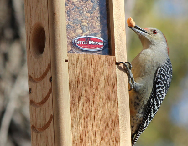 red bellied woodpecker with peanut